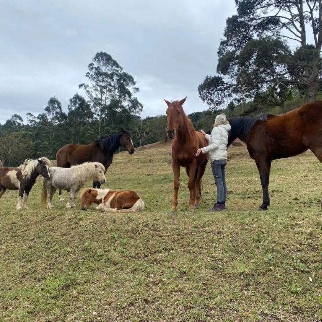 horse new
